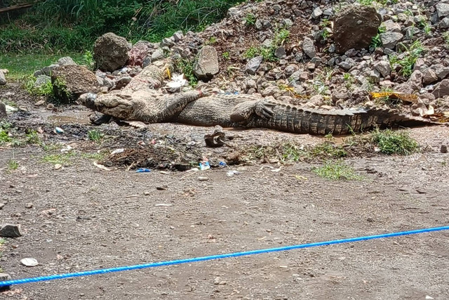 Tim Gabungan Cari Buaya yang Lepas dari Penangkaran