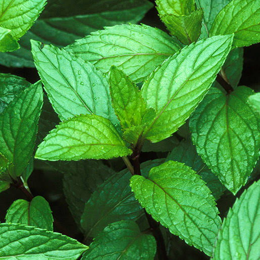 Wajib Coba, Minyak Peppermint Ampuh Usir Tikus dari Rumah