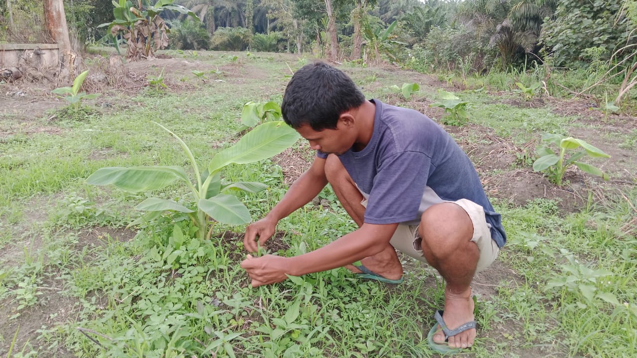 Bersinergi dengan RAPP, dari Pisang Barangan Menuju Ekonomi Mandiri Berkelanjutan