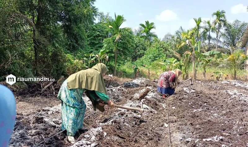 Masuki Musim Kemarau, Distan Siak Siapkan Skema Atasi Kekeringan Sawah