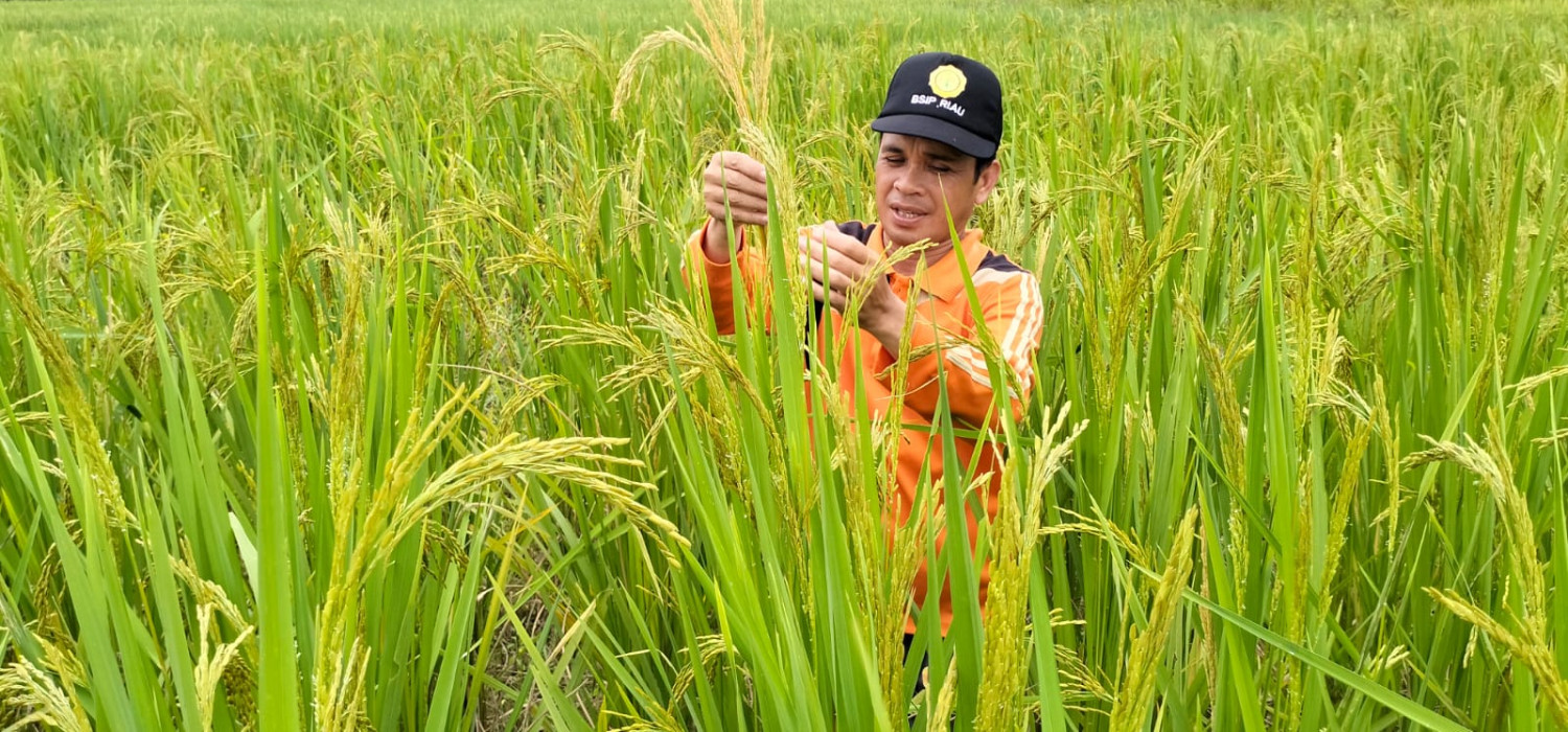 Hasil Produksi Padi dan Beras di Riau Tercatat 185 Ribu Ton