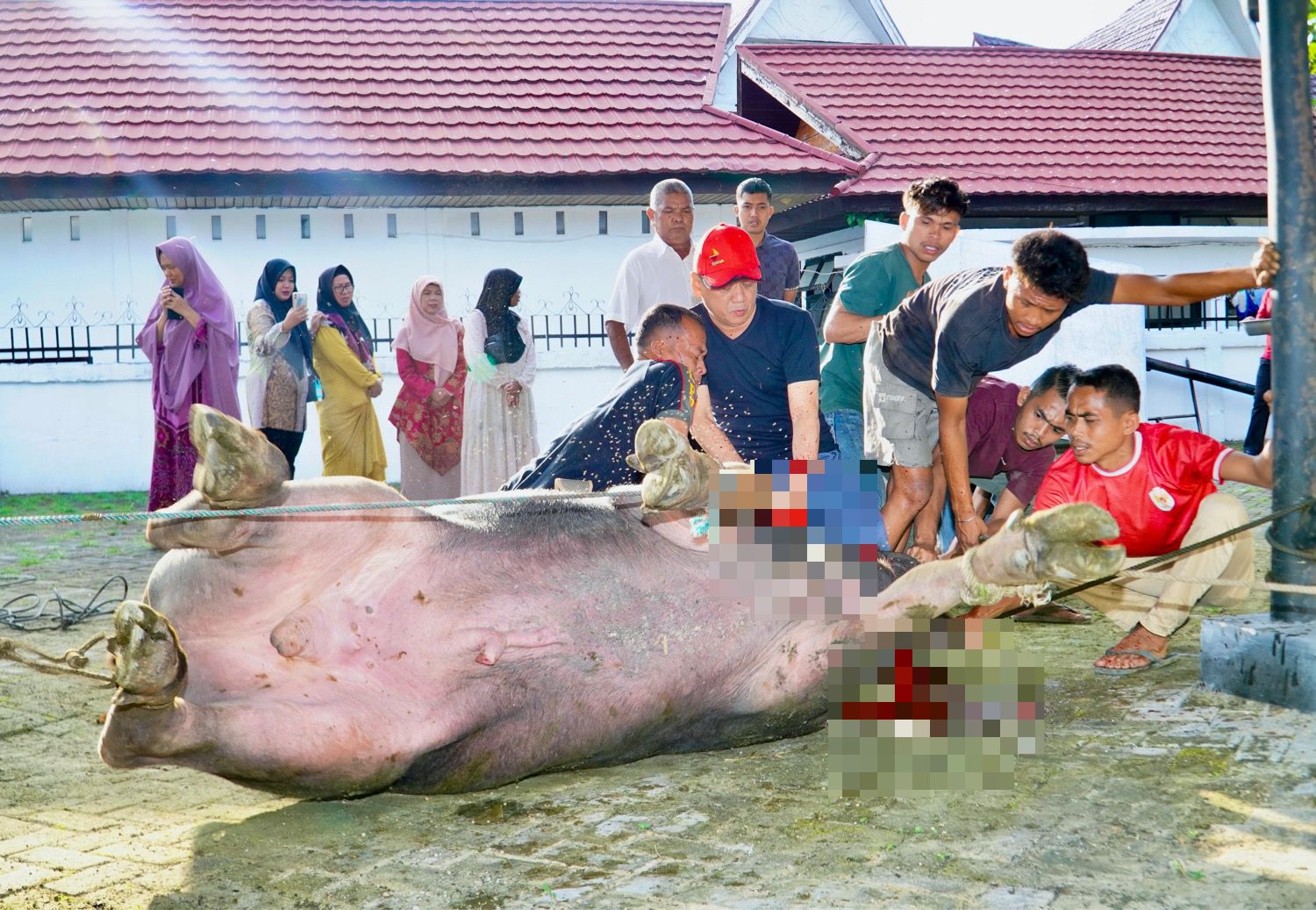 Berbobot 750 Kg, Pj Bupati Kampar Hambali Sembelih Hewan Kurban