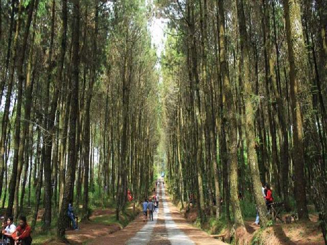 KPH Usul Kembangkan Wisata  Hutan Pinus