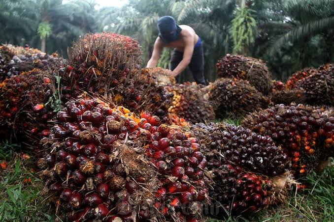 Harga Sawit di Riau Naik untuk Sepekan Kedepan