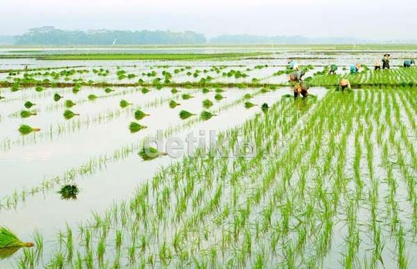 Kemenko Pangan Targetkan Produksi Beras 32 Juta Ton pada 2025