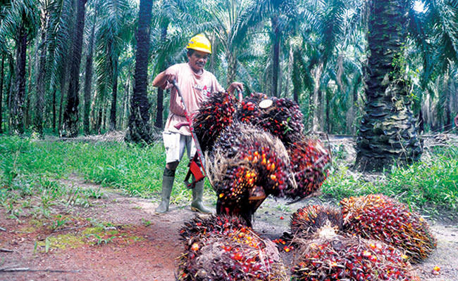 Harga Kelapa Sawit Swadaya di Riau Turun Sepekan Kedepan