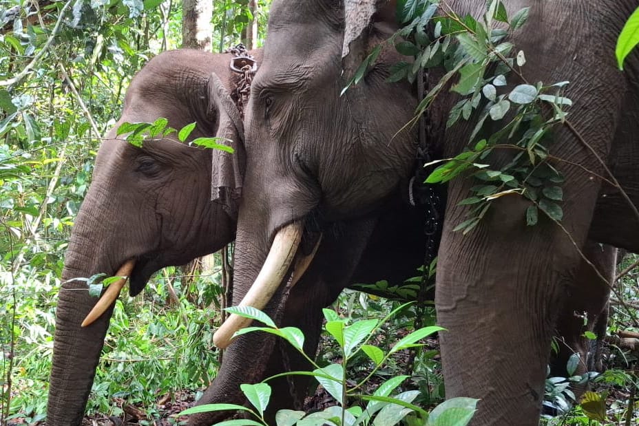 Tim Berhasil Relokasi Gajah Liar dari Kecamatan Kampar