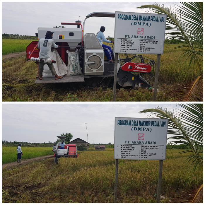 Petani di Siak Senang, Program DMPA Arara Abadi-Sinar Mas Forestry Hasilkan Panen 3 Ton per Hektare