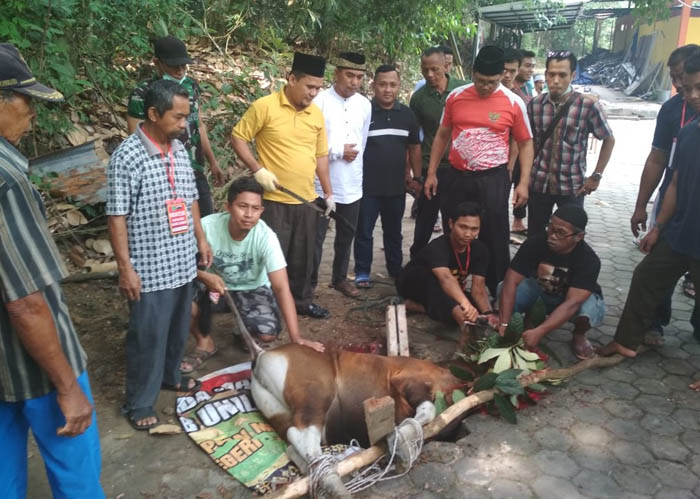 Idul Adha 1440 Hijriah, Masjid Al Fatah Unilak Potong 3 Ekor Sapi dan 3 Kambing 