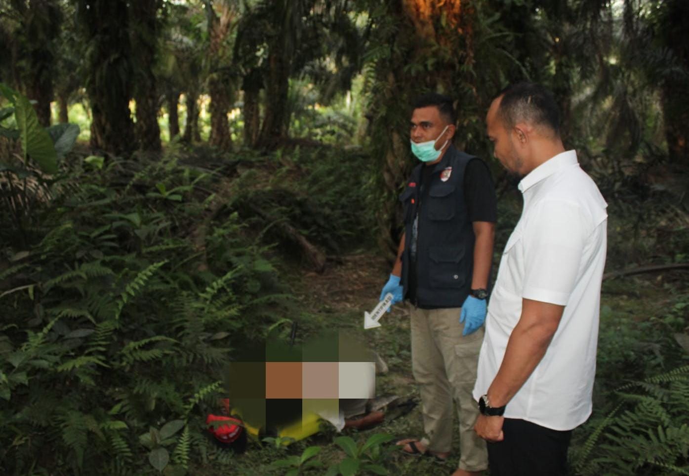 Pria 63 Tahun di Kampar Ditemukan Meninggal di Kebun Sawit, Kondisi Menyandang Tanki Semprot