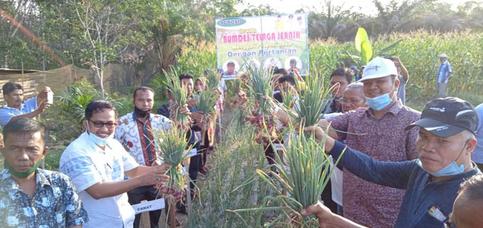 Panen Bawang, Andi Putra Bangga dengan BUMDes Pulau Komang Kuansing
