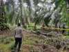 Warga Temukan Tulang Belulang di Kebun Sawit di Siak