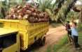 Harga Sawit Mitra di Riau Turun